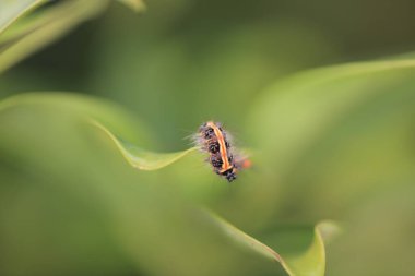 Macro photo of a large caterpillar on a green leaf