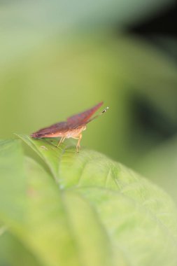 the Moth insect, the nature concept image