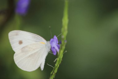 the butterfly insect, the nature concept image