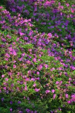 blooming pink rhododendron flowers in a garden in spring