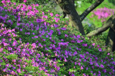 blooming pink rhododendron flowers in a garden in spring