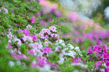 blooming pink rhododendron flowers in a garden in spring