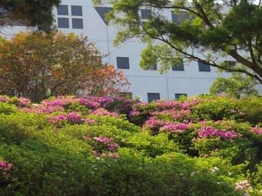 blooming pink rhododendron flowers in a garden in spring