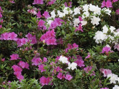 blooming pink rhododendron flowers in a garden in spring