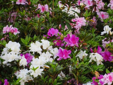 blooming pink rhododendron flowers in a garden in spring