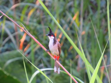 a Red Whiskered Bulbul bird perching in natural environment