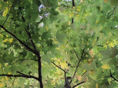 Yaprak resmi, doğa konsepti fotoğrafı.