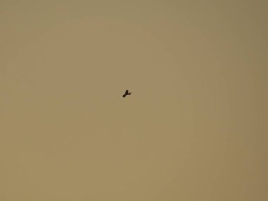 bird flying in the sky on a background 