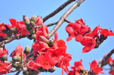 a Cotton tree seen in HK with flowers which bloom