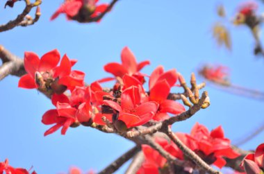 a Cotton tree seen in HK with flowers which bloom