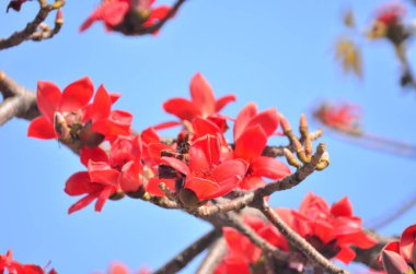 a Cotton tree seen in HK with flowers which bloom