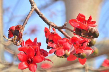 a Cotton tree seen in HK with flowers which bloom