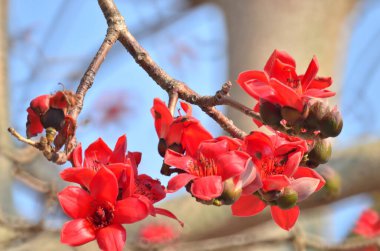 a Cotton tree seen in HK with flowers which bloom