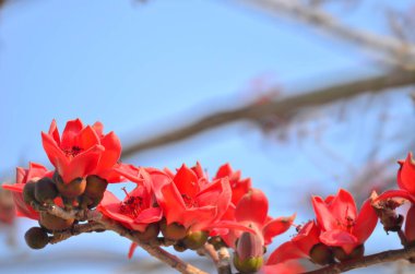 a Cotton tree seen in HK with flowers which bloom