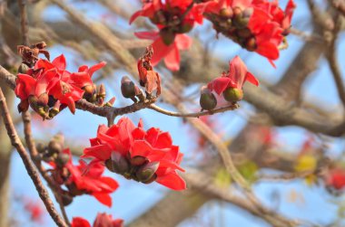 a Cotton tree seen in HK with flowers which bloom