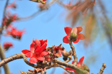 a Cotton tree seen in HK with flowers which bloom