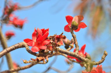 a Cotton tree seen in HK with flowers which bloom