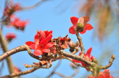 a Cotton tree seen in HK with flowers which bloom