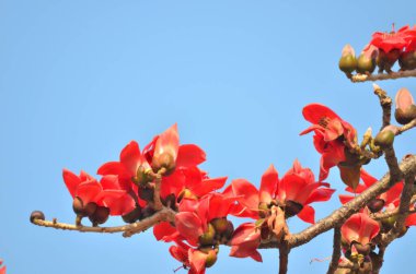 a Cotton tree seen in HK with flowers which bloom