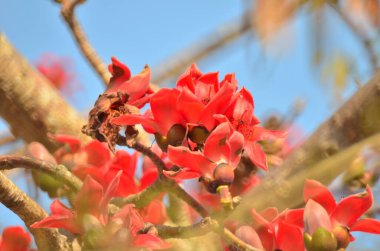 a Cotton tree seen in HK with flowers which bloom