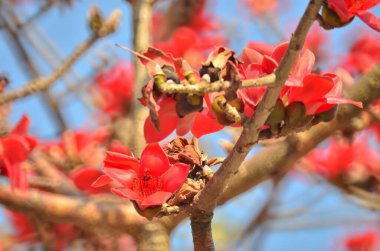 a Cotton tree seen in HK with flowers which bloom