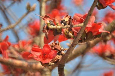 a Cotton tree seen in HK with flowers which bloom