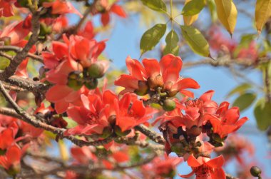 a Cotton tree seen in HK with flowers which bloom