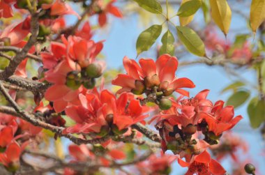 a Cotton tree seen in HK with flowers which bloom