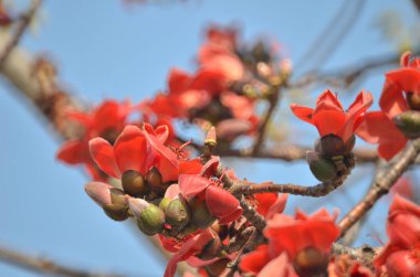 a Cotton tree seen in HK with flowers which bloom