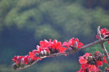 a Cotton tree seen in HK with flowers which bloom