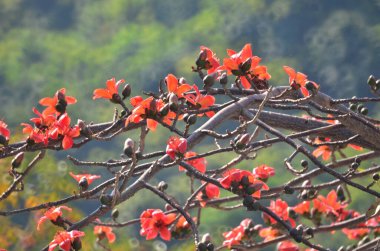 a Cotton tree seen in HK with flowers which bloom