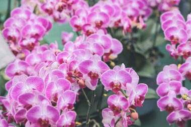 the Blooming orchid on a green branch