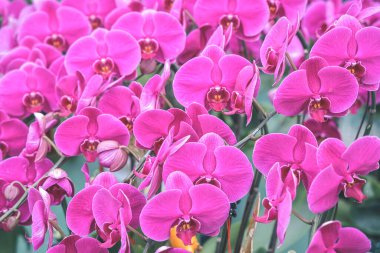 the Blooming orchid on a green branch