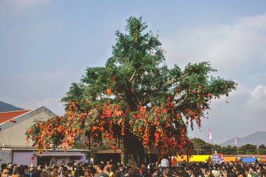 the Lam Tsuen wishing trees, Tai Po, HK 23 Jan 2023