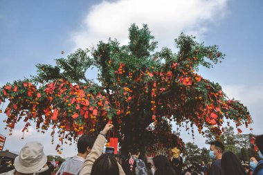 the Lam Tsuen wishing trees, Tai Po, HK 23 Jan 2023