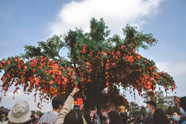 the Lam Tsuen wishing trees, Tai Po, HK 23 Jan 2023