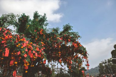 the Lam Tsuen wishing trees, Tai Po, HK 23 Jan 2023
