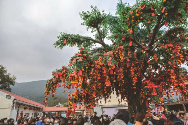 the Lam Tsuen wishing trees, Tai Po, HK 23 Jan 2023