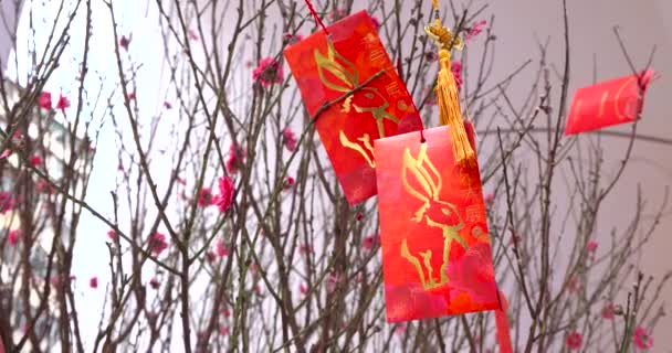 Chiński Czerwony Worek Pieniądze Kwiatu Brzoskwini — Wideo stockowe