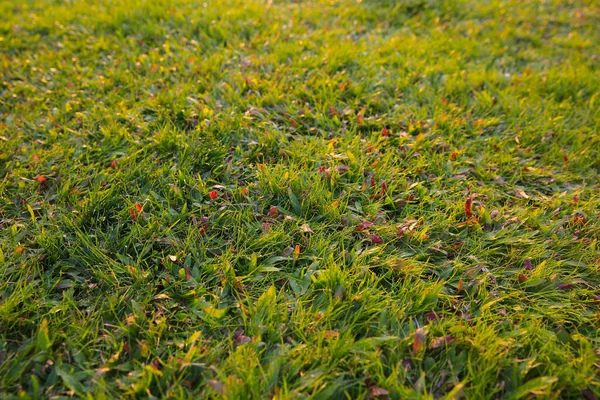 a lawn texture, the Green grass field