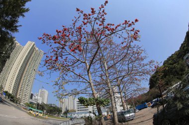 10 March 2013 Fish eye shot of the pine trees on blue sky
