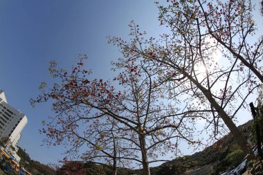 10 March 2013 Fish eye shot of the pine trees on blue sky