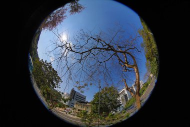 10 March 2013 Fish eye shot of the pine trees on blue sky