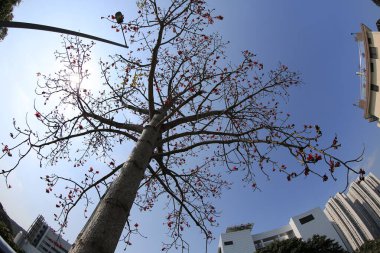 10 March 2013 Fish eye shot of the pine trees on blue sky