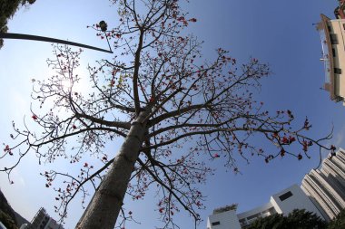 10 March 2013 Fish eye shot of the pine trees on blue sky