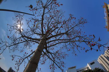 10 March 2013 Fish eye shot of the pine trees on blue sky