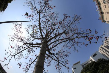 10 March 2013 Fish eye shot of the pine trees on blue sky