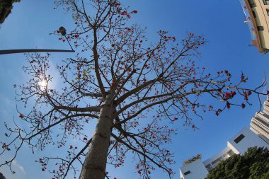 10 March 2013 Fish eye shot of the pine trees on blue sky