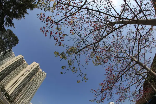 10 March 2013 Fish eye shot of the pine trees on blue sky