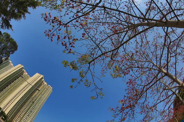 10 March 2013 Fish eye shot of the pine trees on blue sky